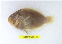 藏品(白條海葵魚)的圖片